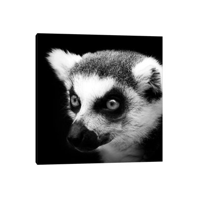 Lemur by Lukas Holas - Wrapped Canvas Print