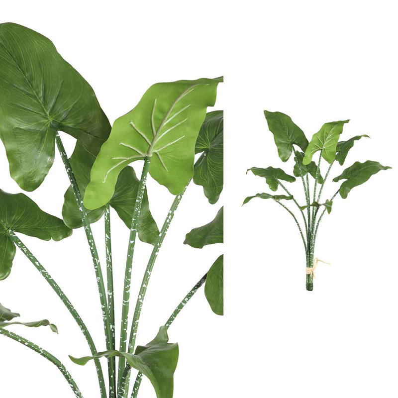 Aronskelk 66cm Plant