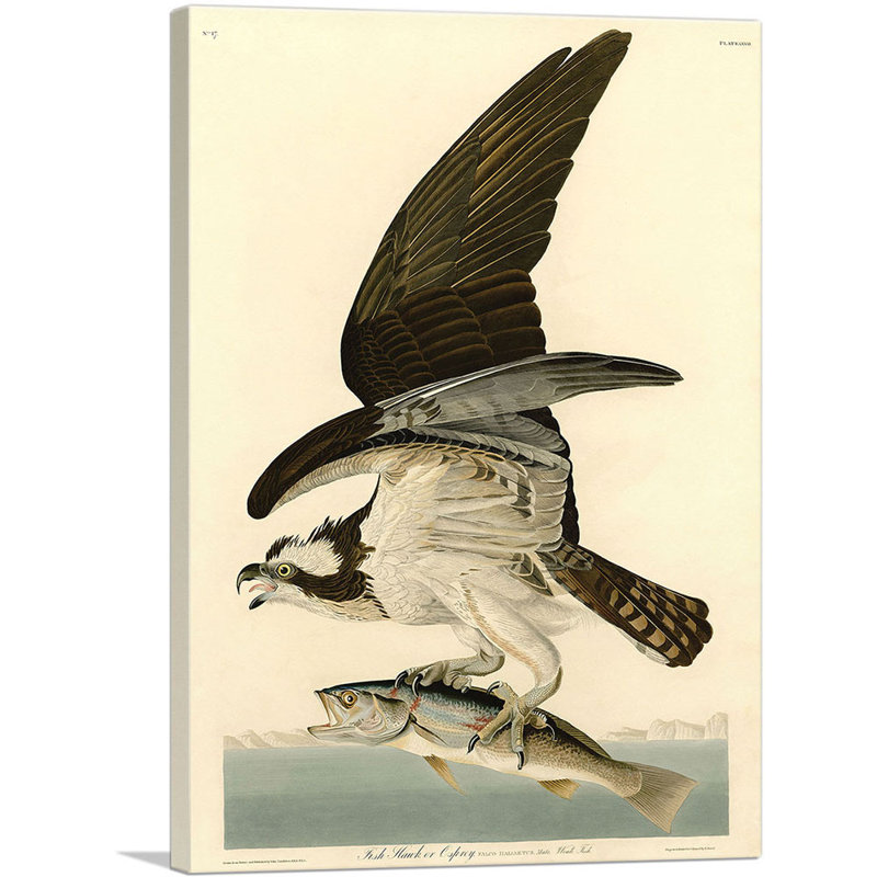 «Fish Hawk Osprey» par James Audubon, reproduction d'art sur toile tendue, H 40 po x l 26 po x P 0,75 po