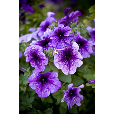 Petunias - Wrapped Canvas Print