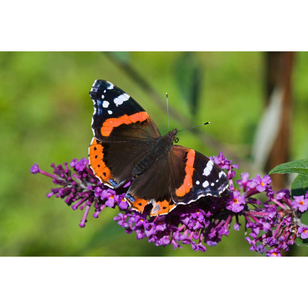 Schmetterling auf Blume von Matauw - Leinwandbild