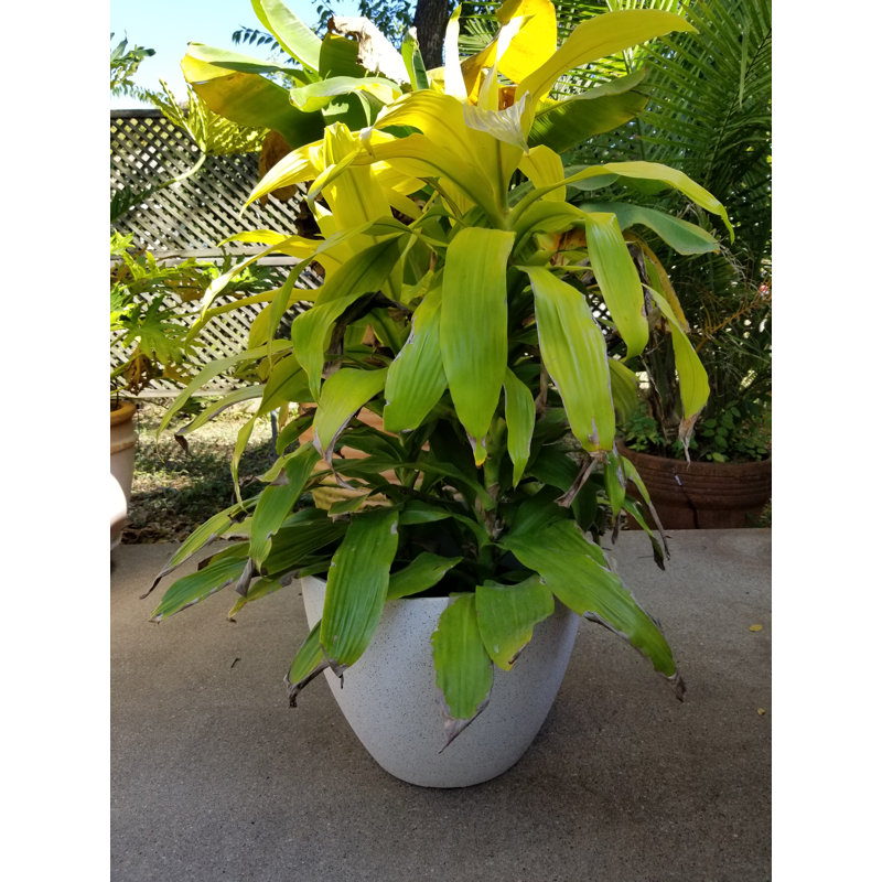 Nivens Pot Planter