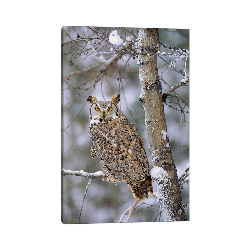 Great Horned Owl, Pale Form, Perching In A Snow-Covered Tree, British Columbia, Canada by Tim Fitzharris - Wrapped Canvas Print