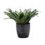 Dracaena Plant in Pot-49662293
