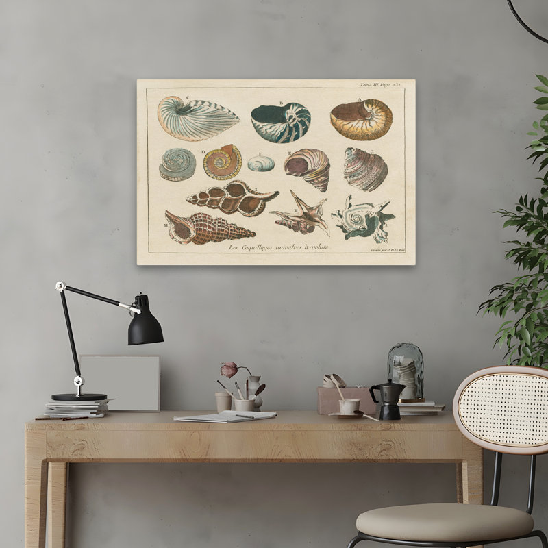 Gravures de coquillages traditionnelles et rétro I, H 24 po x l 16 po