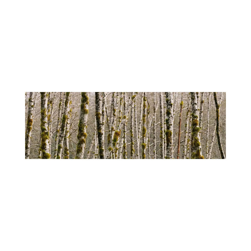 Trees In The Forest, Red Alder Tree, Olympic National Park, Washington State, USA - Wrapped Canvas Panoramic Print