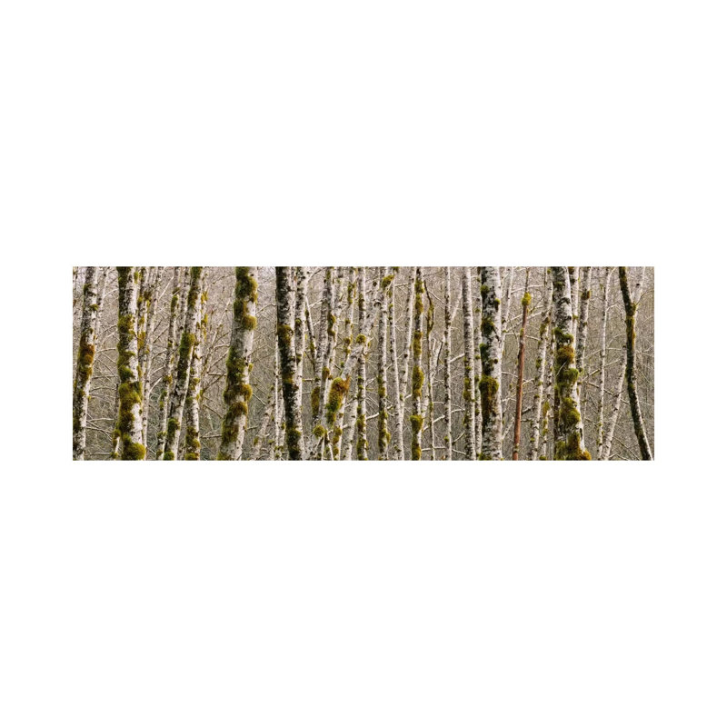Trees in the Forest, Red Alder Tree, Olympic National Park, Washington State, USA 1 Piece Wrapped Canvas Panoramic Wall Art