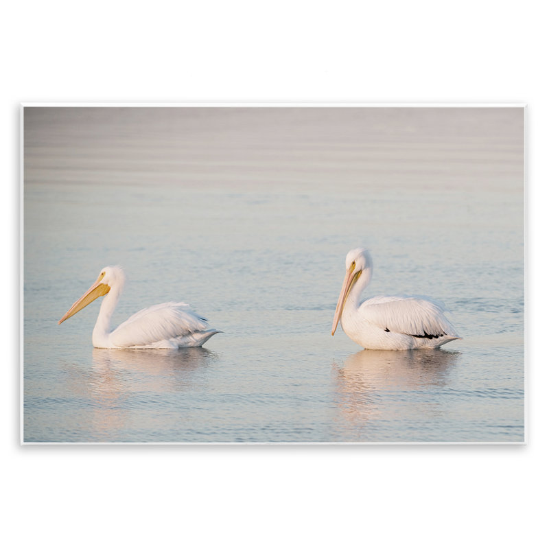 «Pelicans on Calm Waters» par Danita Delimont, H 10 po x l 15 po
