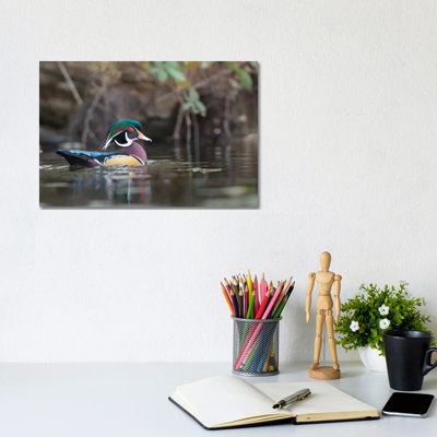 USA, Washington State. Male Wood Duck (Aix Sponsa) on a Pond in Seattle. 1 Piece Wrapped Canvas Wall Art