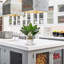 Plante de 4,7 po