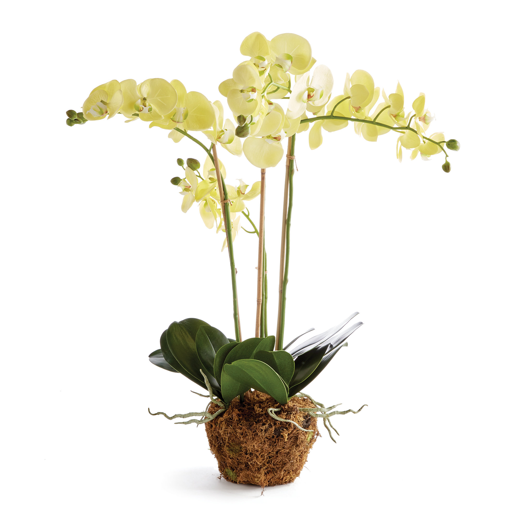 Primrue Orchid Arrangement | Wayfair
