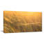 «Wheat Field Close-up at Sunset», reproduction de photo sur toile tendue-19241116