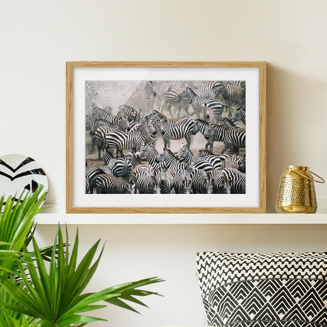 Gerahmtes Poster Herd of Zebras