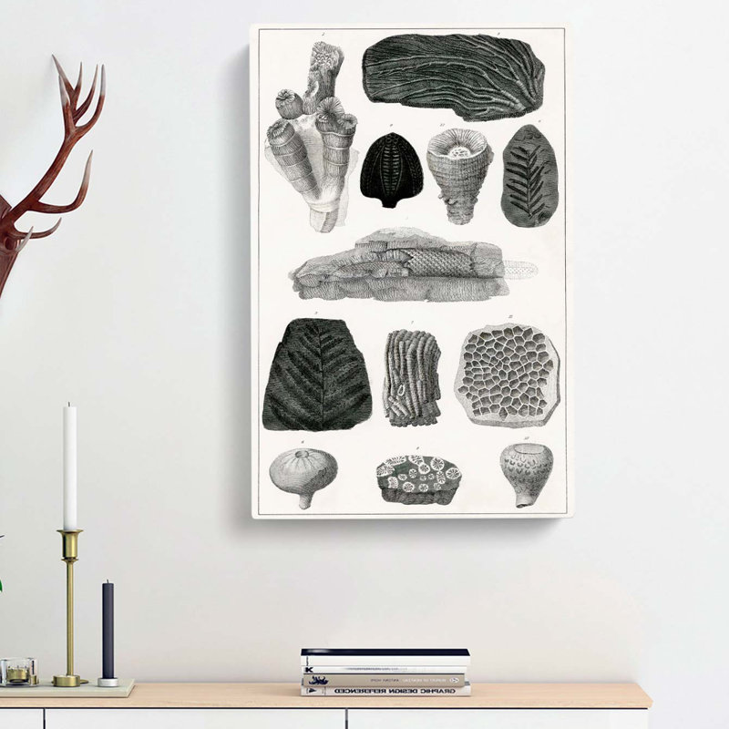 Collection of Fossils by Oliver Goldsmith - Wrapped Canvas Drawing - Wrapped Canvas, 50cm H x 35cm W x 3cm D