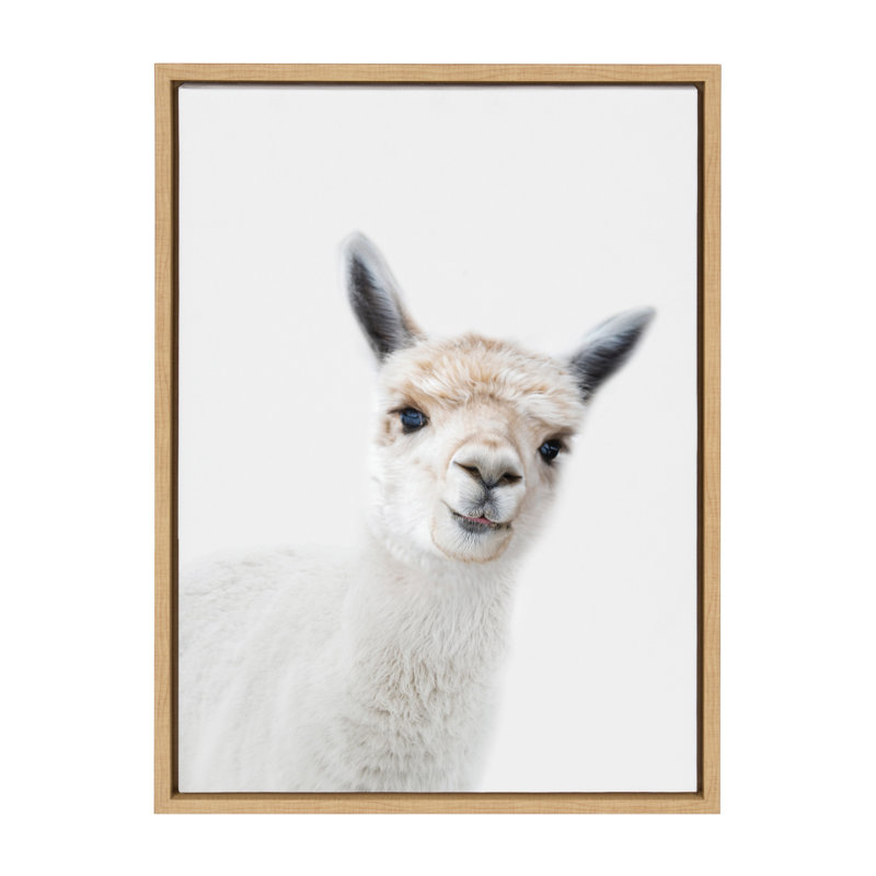 "Animal Studio Alpaca" par Amy Peterson, reproduction d'art sur toile encadrée, Encadré naturel