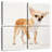 Brampt Precious Chihuahua