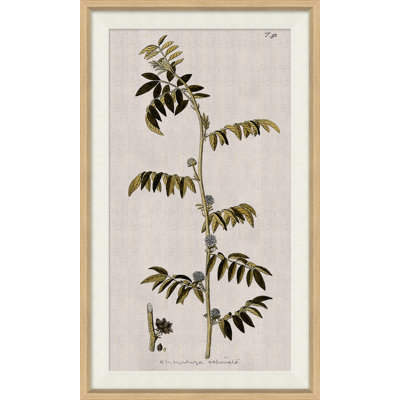 17th Century Wild Flower Studies II Painting