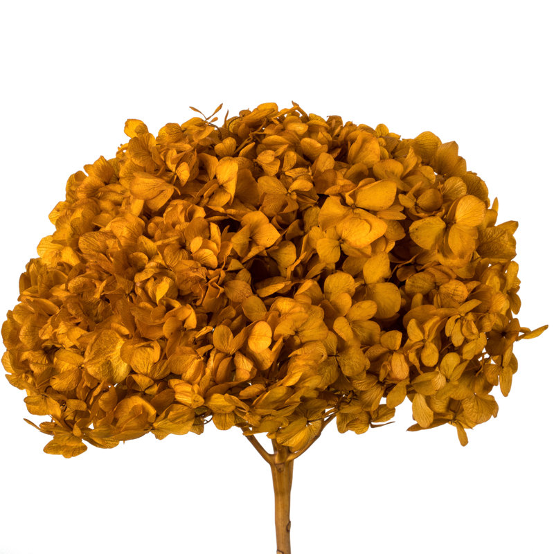 Natural Botanicals 15" Hydrangea with Multiple Branch Segments, Preserved, Aspen Gold