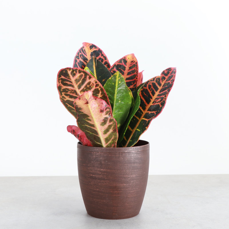 Live Petra Croton Plant in Classic Pot, Copper