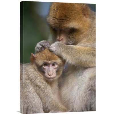 Barbary Macaque Mother Grooming Baby, Affenberg Salemlake, Constance, Germany - Single Picture Frame Photograph on Framed Canvas
