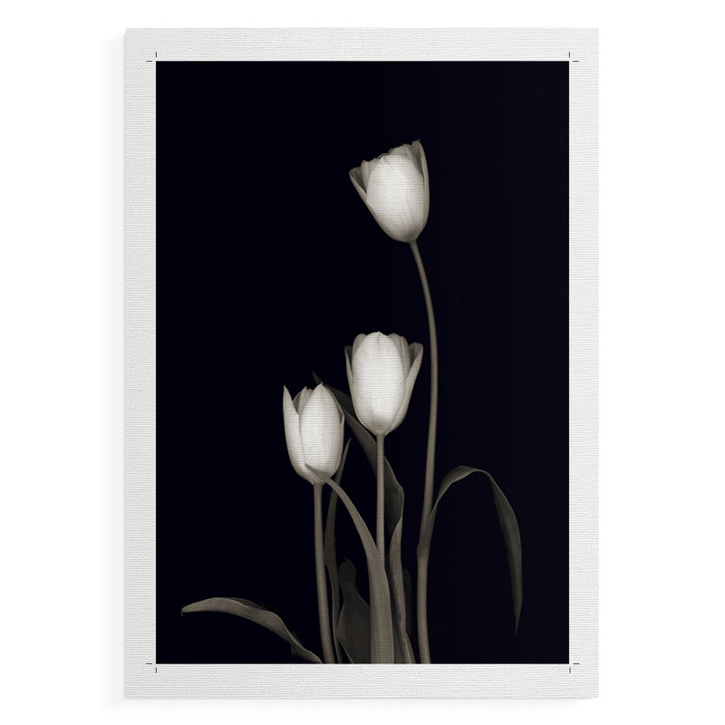 Tulip Pose III - Impression sur toile seulement - NON-CADRE, H 18 po x l 12 po