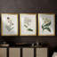 Antique Botanical Collection VII - reproduction sur mesure encadrée de qualité supérieure - 3 pièces-1991691645-1991691634