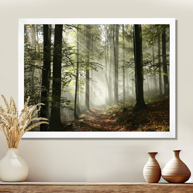 Lumière dans une forêt d'automne dense avec brouillard, œuvre d'art, Blanc, Impression encadrée, H 24 po x l 32 po
