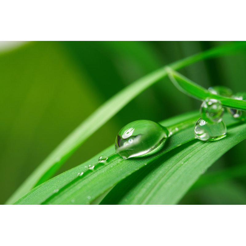 Green Grass by Denisvrublevski - Wrapped Canvas Print, 20cm H x 30cm W