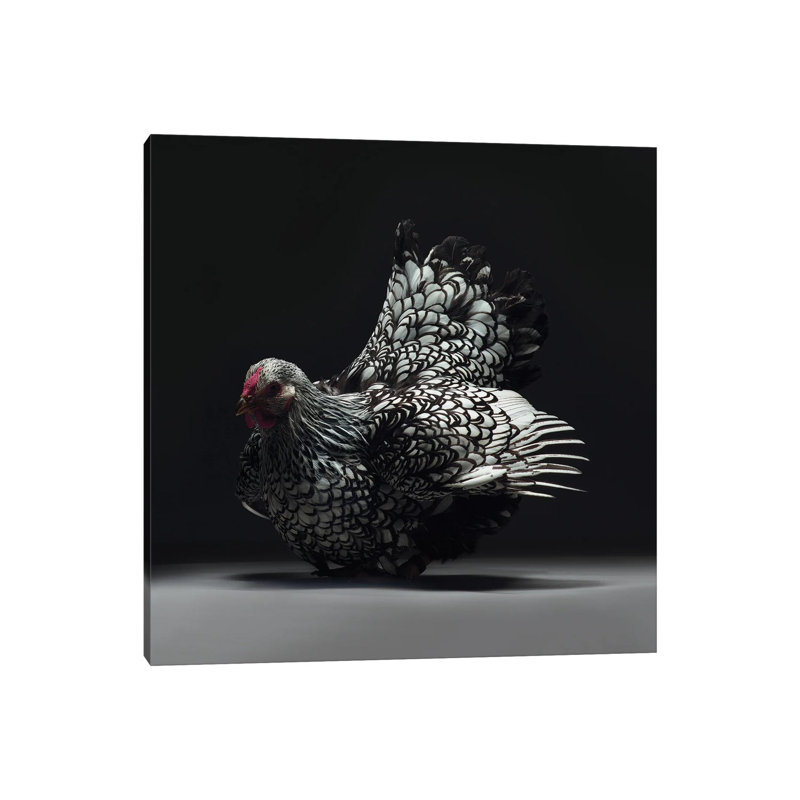 Wyandotte - Wrapped Canvas Print, 93.98 cm H x 93.98 cm W x 3.175 cm D