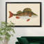 «Donovan Antique Fish I», cadre photo, impression sur toile-961319905-961319907