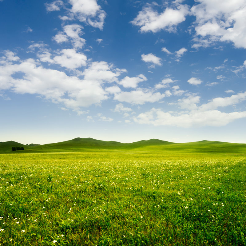 Bright Grass by Liufuyu - Wrapped Canvas Print, 30cm H x 30cm W x 3.8cm D