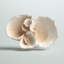 Sculpture corail blanc