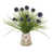 Purple Allium