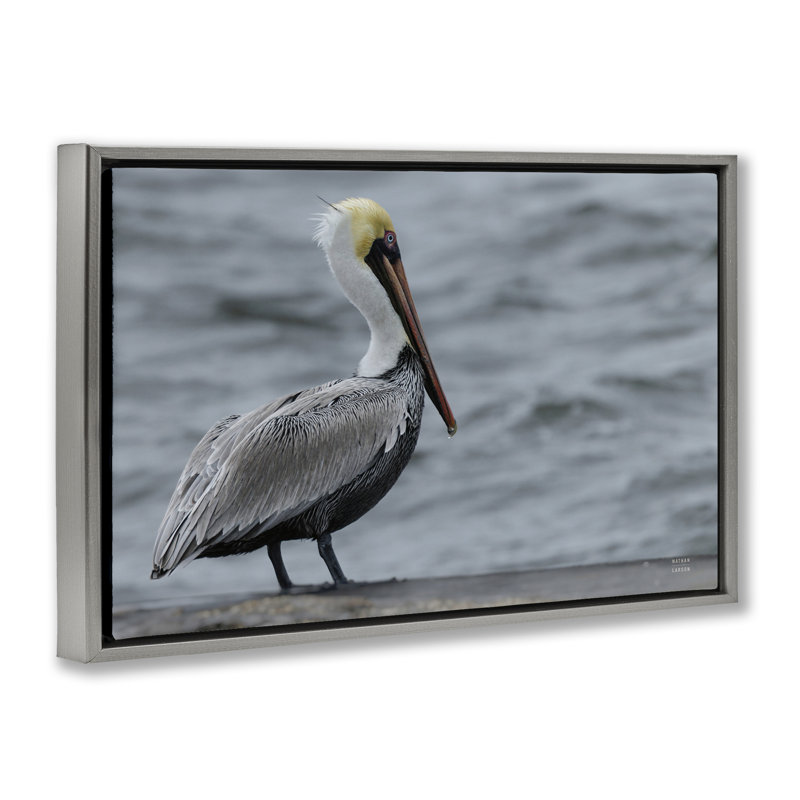 Cadre photo flottant Pelican, photographie par Nathan Larson, H 21 po x l 31 po, Cadre flottant gris lustré