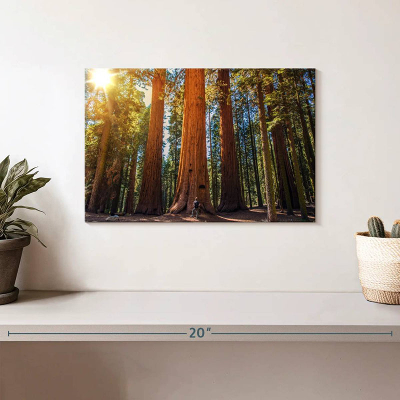 Harnek Giant Sequoia Trees, 8" H x 12" W