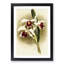 Magnolia Flowers Illustration Tab. 25 by Frederick Sander - Picture Frame Painting Print-55759089-55759091