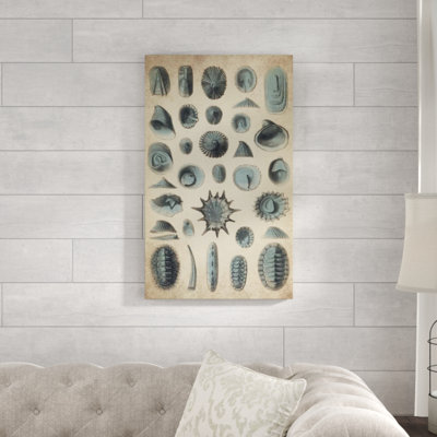 Sofia Fox " Study Of Sea Shells I " by Sofia Fox