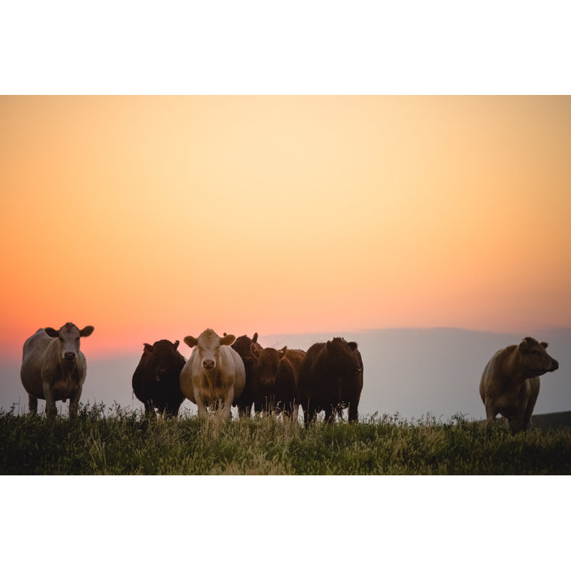 Small Group Of Cows by Debibishop - Wrapped Canvas Print, 81cm H x 122cm W x 3.8cm D