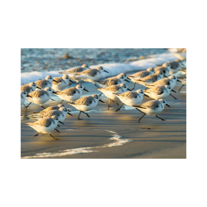 USA, California, San Luis Obispo. Sanderlings running in the surf. 1 Piece Wrapped Canvas Wall Art, 101.6 cm H x 66.04 cm W