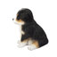 Australian shepherd | Handpainted Decorative Puppy Statue for Home & Garden Decor | Premium Polyresin Dog Statue | Gift for Dog Lovers | Weather-Resistant Indoor/Outdoor Decor-471285986