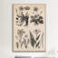 «New British Herbal Sketch», impression sur toile-73924730-73924731-73924732