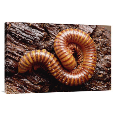 " Giant Millipede "