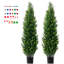 152.4cm Plant