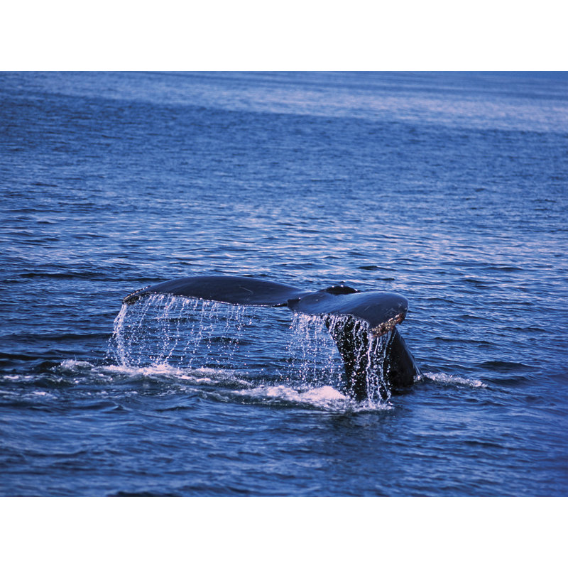 Murale baleines