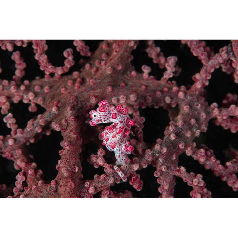 Hippocampus Bargibanti by Atese - Wrapped Canvas Print, 81cm H x 122cm W