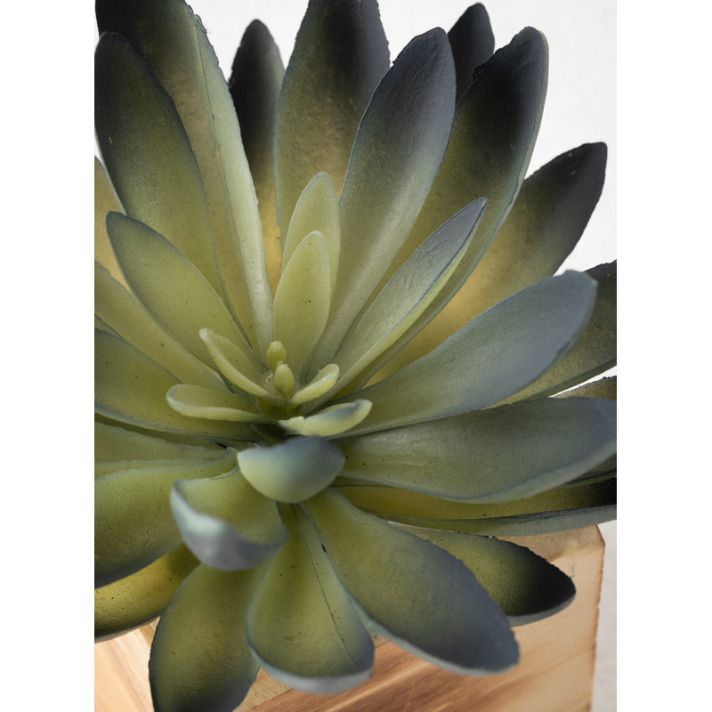 Plante grasse artificielle en pot 2 po