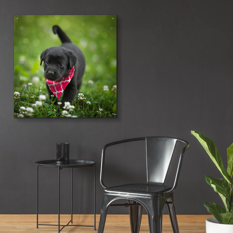 «Black Lab Pup 3» par Jonathan Ross, H 36 po x l 36 po x P 0,2 po
