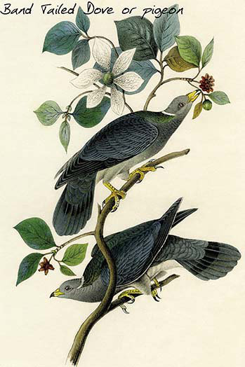 Colombe à queue d’aronde ou pigeon-impression d’art graphique, H 36 po x l 24 po x P 1,5 po