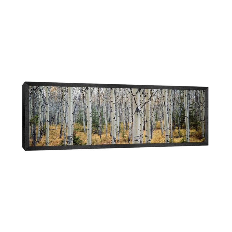Aspen Trees In A Forest Alberta, Canada by Panoramic Images - Wrapped Canvas Panoramic Print, Black Floater Framed