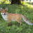 Walking Fox Statue
